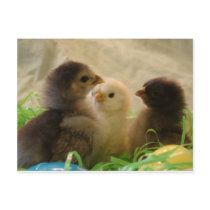 Easter Chickens postcards