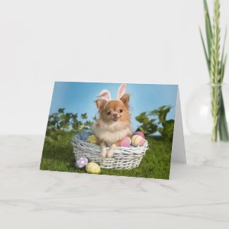 Easter Chihuahua Bunny Card