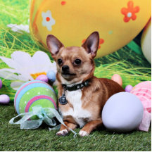 Easter - Chihuahua - Rambo Cut Outs