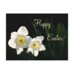 Easter daffodils post card