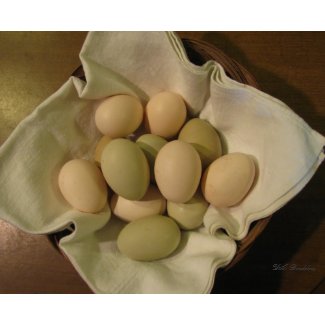 Easter Egg Chicken Eggs print