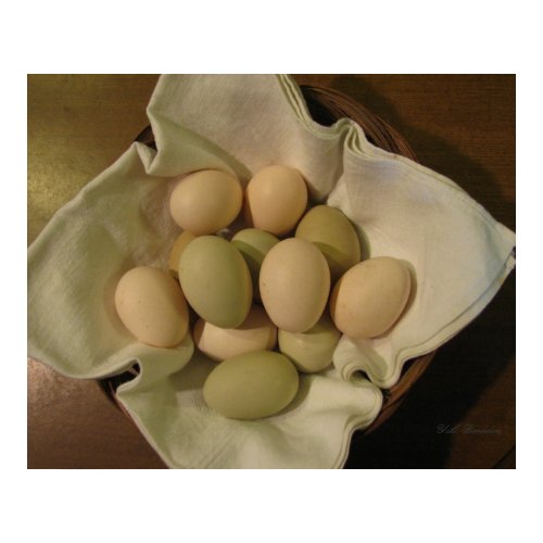 Anyone who has chickens will tell you that mature hens will not always ... easter egg chicken eggs poster p228183971845437014vsu7 500 Anyone who has chickens will tell you that mature hens will not always ...