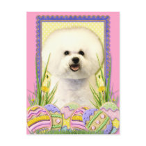 Easter Egg Cookies - Bichon Frise Postcards