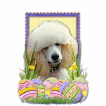Easter Egg Cookies - Poodle - Apricot Photo Cut Outs