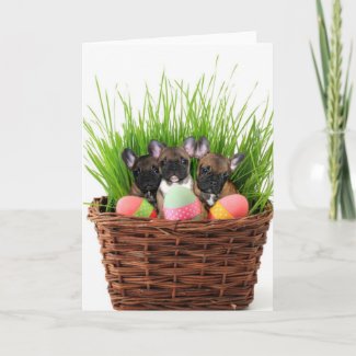 Easter French bulldog puppies greeting card