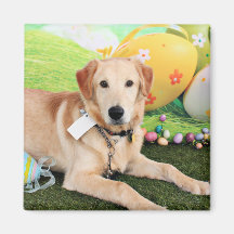 Easter - Golden Retriever - Augie Refrigerator Magnet