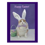 Easter Kitty Post Cards