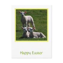 Easter Lambs Postcard
