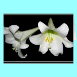 Easter Lilies cards