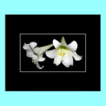 Easter Lilies posters