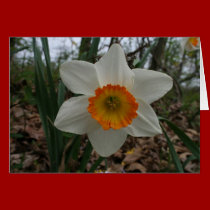Easter Lilly cards