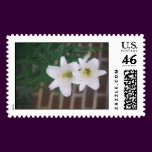 "EASTER LILLY"