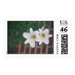"EASTER LILLY"