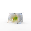 Easter Lily cards by CyrScenes Easter Lily cards