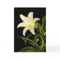 easter-lily cards by pastormullins easter-lily cards
