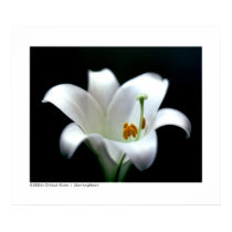 Easter lily | Lilium longiflorum posters by Christoph Easter lily | Lilium longiflorum posters