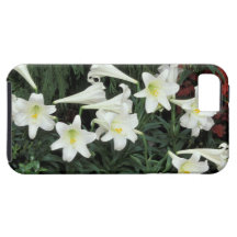 Easter Lily (Lilium regale) iPhone 5 Cases