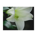 Easter Lily • Postcard by SabineStGreetings Easter Lily • Postcard