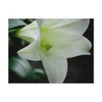 Easter Lily • Postcard by SabineStGreetings Easter Lily • Postcard