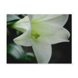 Easter Lily • Postcard