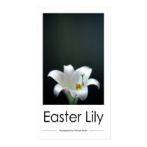 Easter Lily posters