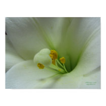 Easter Lily posters