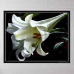 EASTER LILY PRINT