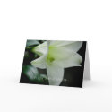 Easter Lily • Sympathy Card by SabineStGreetings Easter Lily • Sympathy Card