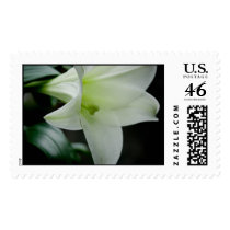 Easter Lily • Sympathy Stamp by SabineStGreetings Easter Lily • Sympathy Stamp