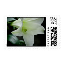 Easter Lily • Sympathy Stamp by SabineStGreetings Easter Lily • Sympathy Stamp