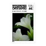Easter Lily • Sympathy Stamp