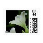 Easter Lily • Sympathy Stamp