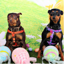 Easter - Min Pin - Zena and Gidget Photo Sculptures