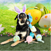 Easter - Mixed Breed - Jake Photo Cutout