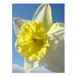 EASTER Post Cards 11 Flower Daffodils Post Card