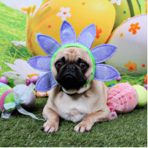 Easter - Pug - Louie Cut Outs
