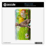 Easter - Weimaraner -Nevaeh Skin For iPhone 4S