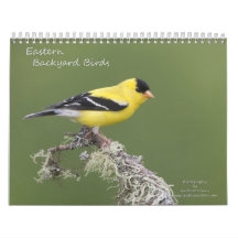 Eastern Backyard Birds Wall Calendars