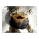 Eastern Bearded Dragon - Pogona barbata posters by LisasLair Eastern Bearded Dragon - Pogona barbata posters