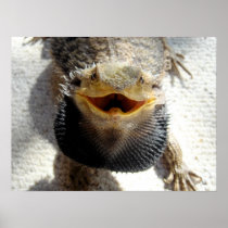 Eastern Bearded Dragon - Pogona barbata Print