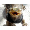Eastern Bearded Dragon - Pogona barbata t-shirts by LisasLair Eastern Bearded Dragon - Pogona barbata t-shirts