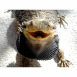 Eastern Bearded Dragon - Pogona barbata t-shirts