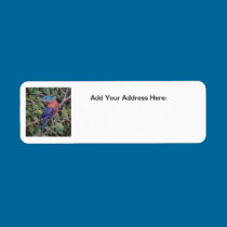 Eastern Bluebird Address Label