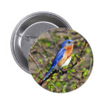 Eastern Bluebird Button