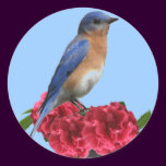 Eastern Bluebird Camellia Sticker stickers