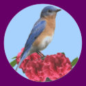 Eastern Bluebird Camellia Sticker