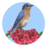Eastern Bluebird Camellia Sticker