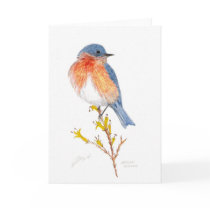 eastern bluebird cards by Eye4birds eastern bluebird cards