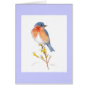 eastern bluebird cards by Eye4birds eastern bluebird cards