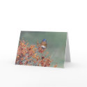 Eastern Bluebird cards by amwesley Eastern Bluebird cards